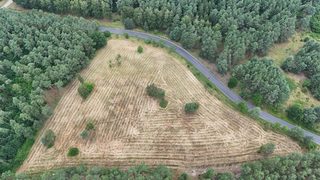Działki budowlane na leśnej polanie w Rurce, 5 km od Chojny, zdjęcie 4