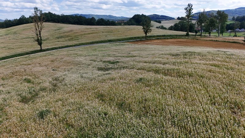 Działka na sprzedaż 5 465 m²: Działka budowlana w Marciszów