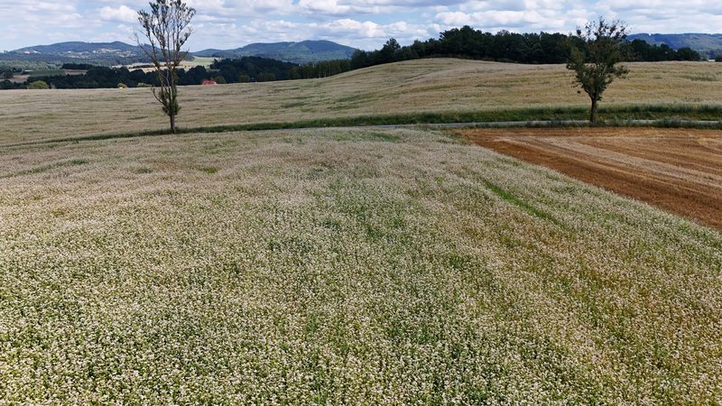 Działka na sprzedaż 5 465 m²: Działka budowlana w Marciszów