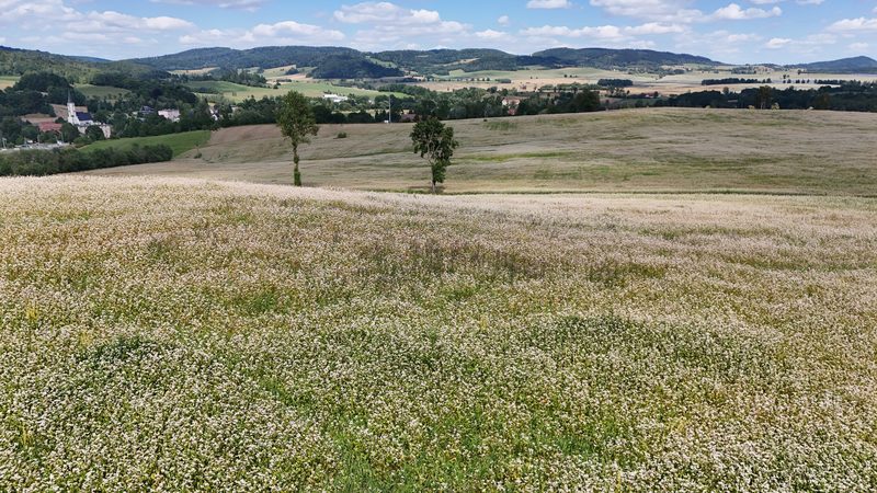 Działka na sprzedaż 5 465 m²: Działka budowlana w Marciszów