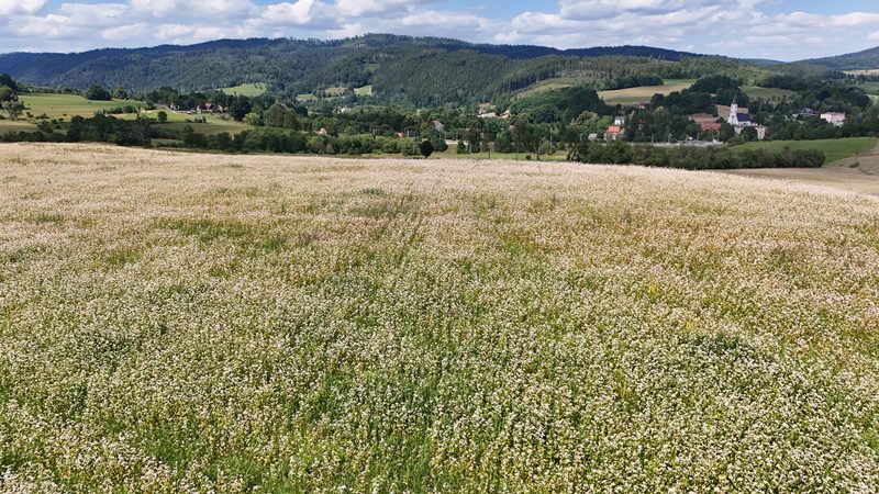Działka na sprzedaż 5 465 m²: Działka budowlana w Marciszów