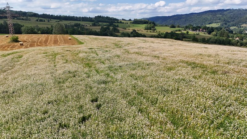 Działka na sprzedaż 5 465 m²: Działka budowlana w Marciszów