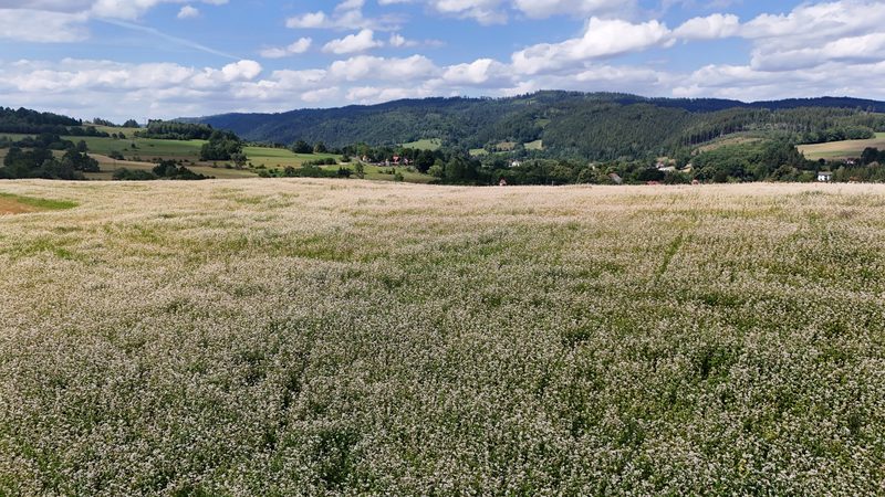 Działka na sprzedaż 5 465 m²: Działka budowlana w Marciszów