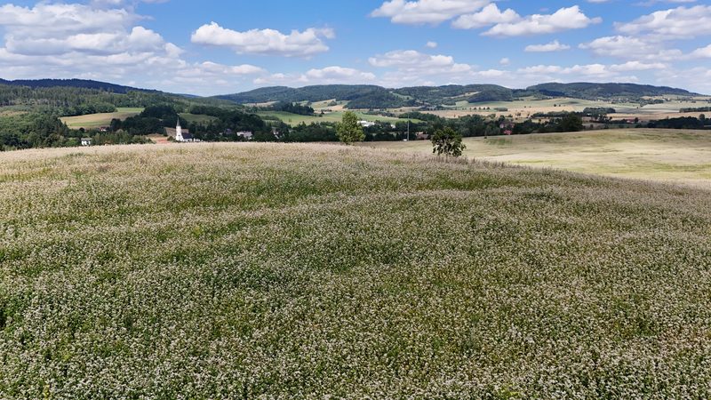Działka na sprzedaż 5 465 m²: Działka budowlana w Marciszów