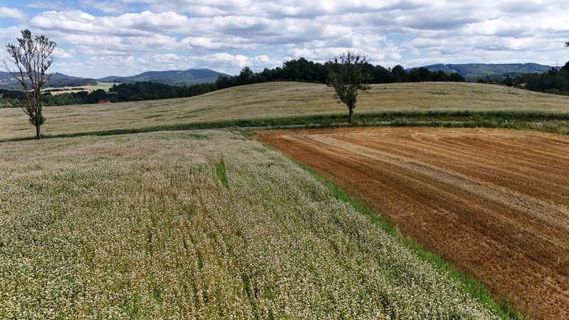 Działka na sprzedaż 5 465 m²: Działka budowlana w Marciszów