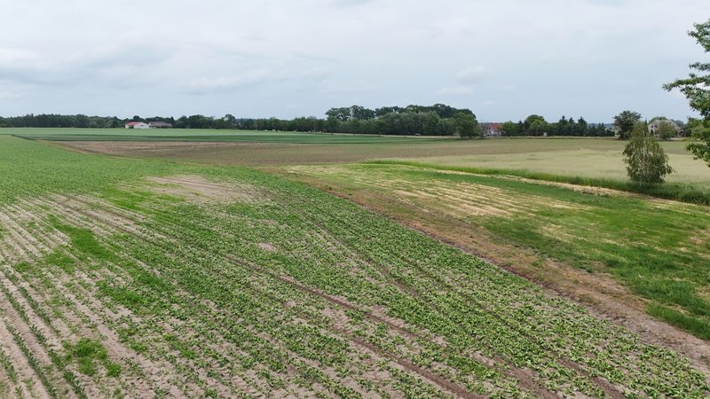 Działka na sprzedaż 579 m²: Siedem działek budowlanych z drogą wewnętrzną w Renicach, 7 km od Lipian