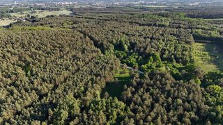 Building plots in a forest clearing in Obrębizna, 5 km from Turek, photo 10
